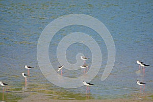 Black-winged Stilt