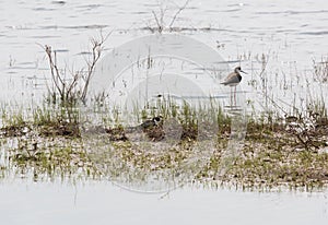 Black-winged Stilt