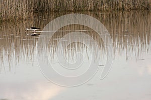 Black-winged stilt