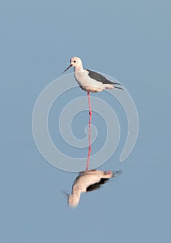 Black Winged Stilt