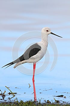 Black Winged Stilt photo