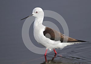 Black Winged Stilt photo