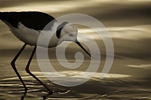 Black Winged Stilt photo