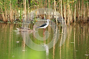 Black-winged stilt