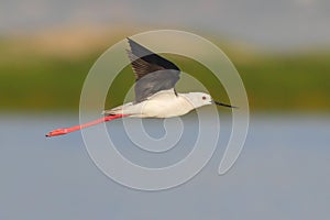 Black Winged Stilt