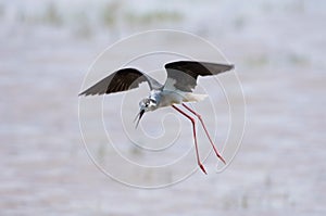 Black-winged stilt