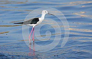 Black-winged stilt