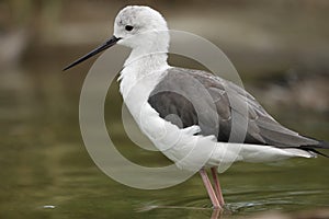 Black-winged Stilt