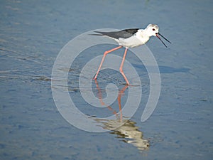 Black-winged Stilt