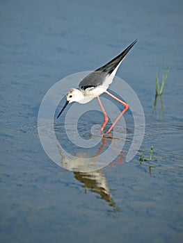 Black-winged Stilt