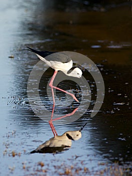 Black-winged Stilt