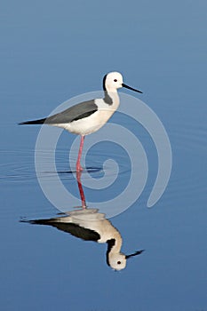 Black-winged Stilt