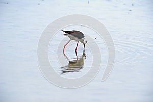 Black-winged stilt