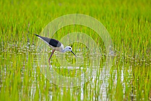 Black winged Stilt