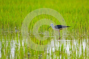 Black winged Stilt