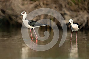 Black-winged stilt