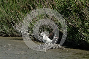 Black-winged stilt