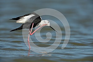 Black-winged stilt