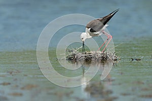 Black-winged stilt