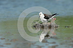 Black-winged stilt