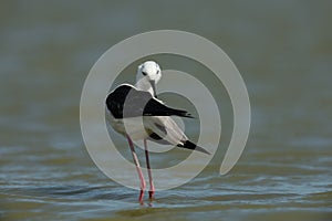 Black-winged stilt