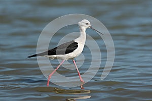 Black-winged stilt