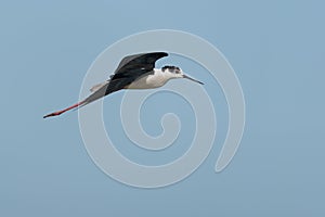 Black-winged stilt