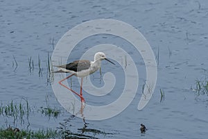 Black-winged Stilt,