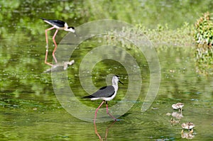 Black-winged stilt