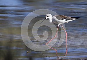 Black-winged stilt