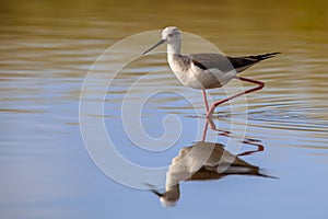 Black winged stilt