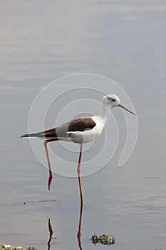 Black Winged Stilt