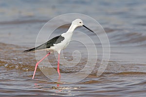 Black winged stilt