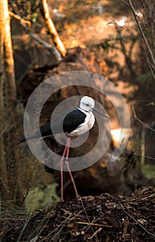 Black Winged Stilt