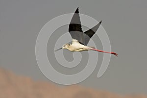 Black winged Stilt photo