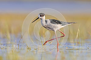 Black Winged Stilt against vivid background