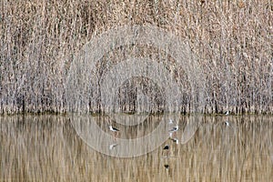 Black-winged stilt at Al Wathba Wetland Reserve Abu Dhabi, UAE