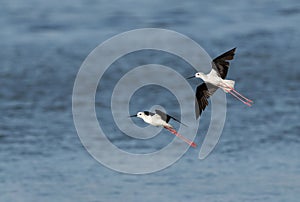 The black-winged stilt also called as common stilt is a widely distributed very long-legged wader