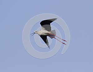 Black-winged Stilt anxious flying over the lake.