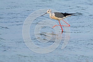 Black-winged Stilt in Arabia