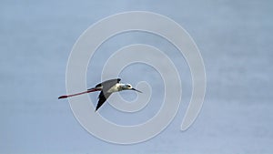 Black-winged stilt in Arugam bay lagoon, Sri Lanka