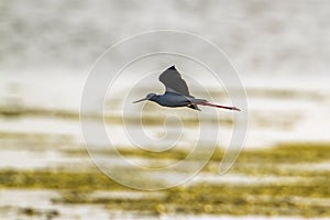 Black-winged stilt in Arugam bay lagoon, Sri Lanka