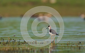 Black winged stilt with beautiful background