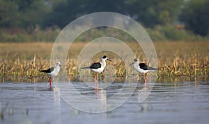 Black winged stilt bird