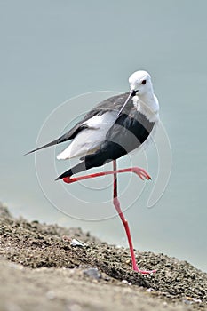 Black-winged Stilt bird