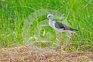 Black-winged Stilt bird