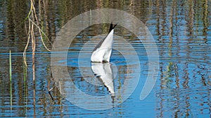 Black-winged stilt bird dving in a lake near Indore ,India