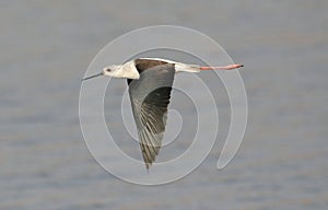 Black - winged stilt