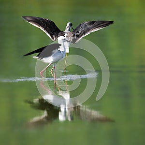 Black-winged stilt bird on a green lake