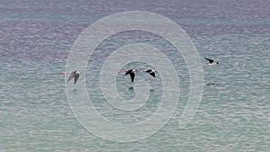 Black-winged stilt bird group flying over the ocean in Spain